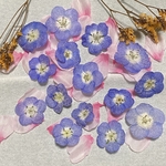 瑠璃唐草～ネモフィラのドライフラワー