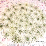 ♡new♡作家様必見♡ ♡レースフラワー 押し花♡