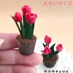 ミニチュア  チューリップ⑥