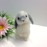 見つめるうさちゃん(ホーランドロップ)