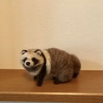 たぬき