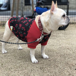 ♡新作犬服オーダー★昭和レトロパンダ＆さくらんぼTシャツ赤黒♪チェリーりす中型犬小型犬フレブル服パグ服フレンチブルドッグ中型犬小型犬ボストンテリア