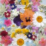 🌼再販🌼大好評65輪お買い得小花セット🌼