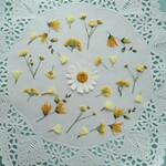 押し花素材　No30　ノースポールと黄色い小花のセット
