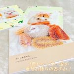 たわしちゃんアルバム3冊セット