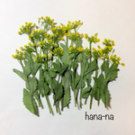 春の野の花  🎵イヌナズナ ＊ 押し花