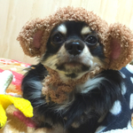 ☆ 小型犬 おさるの被り物 ☆