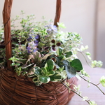 【魔女の花】タイムの香りに包まれて花籠植え