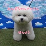 あんずちゃんママさん専用