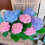 現品♡【ごきげんようレインボーあじさい 】ミックスのお色が可愛い紫陽花♪人気季節のお花
