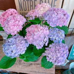 現品♡【ごきげんようレインボーあじさい 】ミックスのお色が可愛い紫陽花♪人気季節のお花