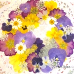 ♡new♡  ♡可愛い押し花セット♡ ♡たくさん入って使いやすい押し花セット♡