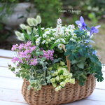 フレンチバスケットに爽やかカラーのギャザリング寄せ植え植え