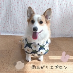コーギー(♀)　雨上がりエプロン＊白花柄　女の子