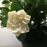 クチナシ開花株！