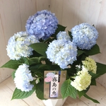 四季咲き♡紫陽花♡霧島の恵♡ガクアジサイ♡5号鉢♡