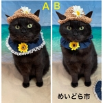 ひまわりモチーフ付シュシュ、猫ちゃんの首輪