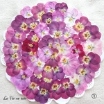 ①赤系ビオラの押し花セット(赤・ピンク・パープル系)／不定期販売／押し花素材／花材／