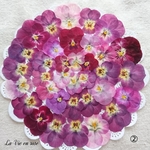 ②赤系ビオラの押し花セット(赤・ピンク・パープル系)／不定期販売／押し花素材／花材／
