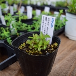 無農薬栽培　ハーブ　苗　ステビア