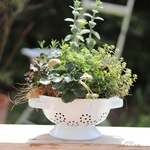 [お値段見直し]🌱🌿もりもりハーブのブリコラージュ② キッチンインテリア 