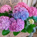 現品♡【ごきげんようレインボーあじさい 】ミックスのお色が可愛い紫陽花♪人気季節のお花