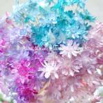 アクアピンク　スターフラワーブロッサム❁60本　花材   ハーバリウム  レジン 母の日　花材
