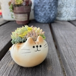ネコ寄せ　多肉植物寄せ植え