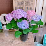  現品♡【ごきげんようレインボーあじさい 】ミックスのお色が可愛い紫陽花♪人気季節のお花