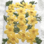 特価　スイセンの押し花②