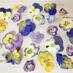 ドライ＊ビオラ　ネモフィラ　花かんざし