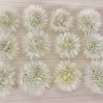 たんぽぽの綿毛＊2.5〜3センチ