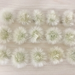 たんぽぽの綿毛＊1.7〜2センチ