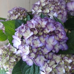 秋色アジサイ♡紫陽花♡アデュラ♡ハイドランジア♡5号鉢♡