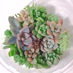 多肉植物　観葉植物　寄せ植え　カット苗