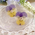 再販◆押し花◆New design＊本物のビオラそのまんまピアス／イヤリング(パープル×イエロー)