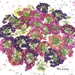 ♡new♡作家様必見♡ ♡可愛いアリッサム♡押し花セット♡