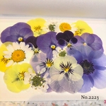 ♡new♡  ♡可愛い押し花セット♡ ♡使いやすい少量の押し花セット♡