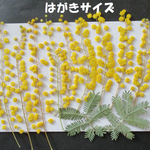 押し花　素材　花いろいろ(ミモザ)(１１枚)　８５９