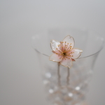 ひとひら〜桜〜