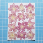 押し花素材 ピンク紫陽花
