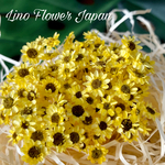 スターフラワー Himawari