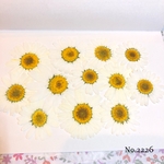 ♡作家様必見♡ ♡可愛いノースポールの押し花♡