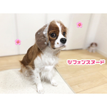 シフォンスヌード