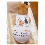 【新作♥自己紹介Tシャツ♥White】うちの子の写真と紹介コメントをプリントしたオリジナル犬服、、猫服★春夏用★薄手