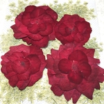 バラの押し花　赤系⑥