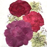 バラの押し花　赤系②