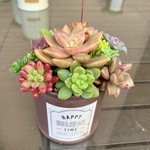 多肉植物　寄せ植え　リメイク缶4♪
