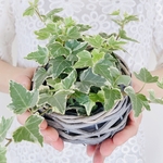 アイビー ナチュラルバスケット お手軽サイズで管理も簡単♪ 観葉植物　インテリア