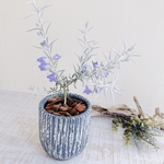 白銀の葉と淡いパープルの花『エレモフィラ』3号ロング陶器鉢　グレー　観葉植物　インテリア
